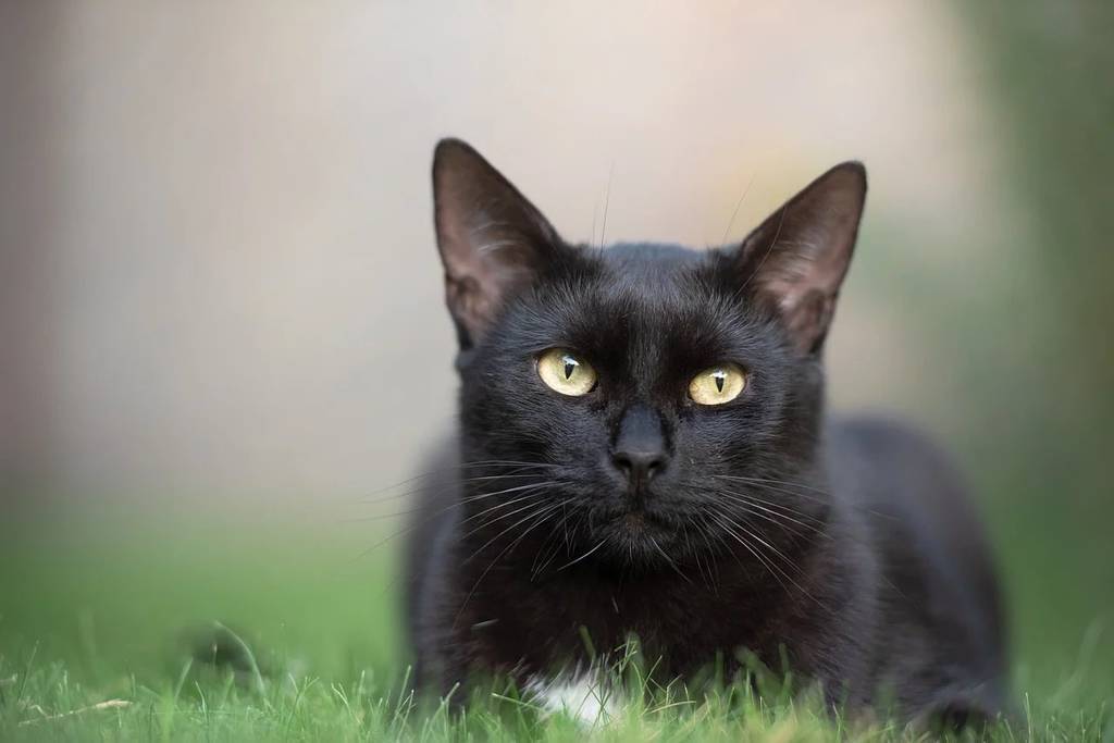 Les solutions nutritionnelles pour soutenir le bien être hormonal du chat