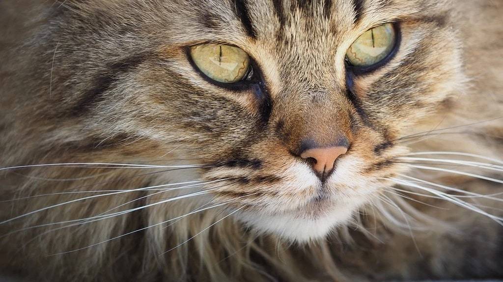 Les solutions nutritionnelles pour soutenir le bien être hormonal du chat
