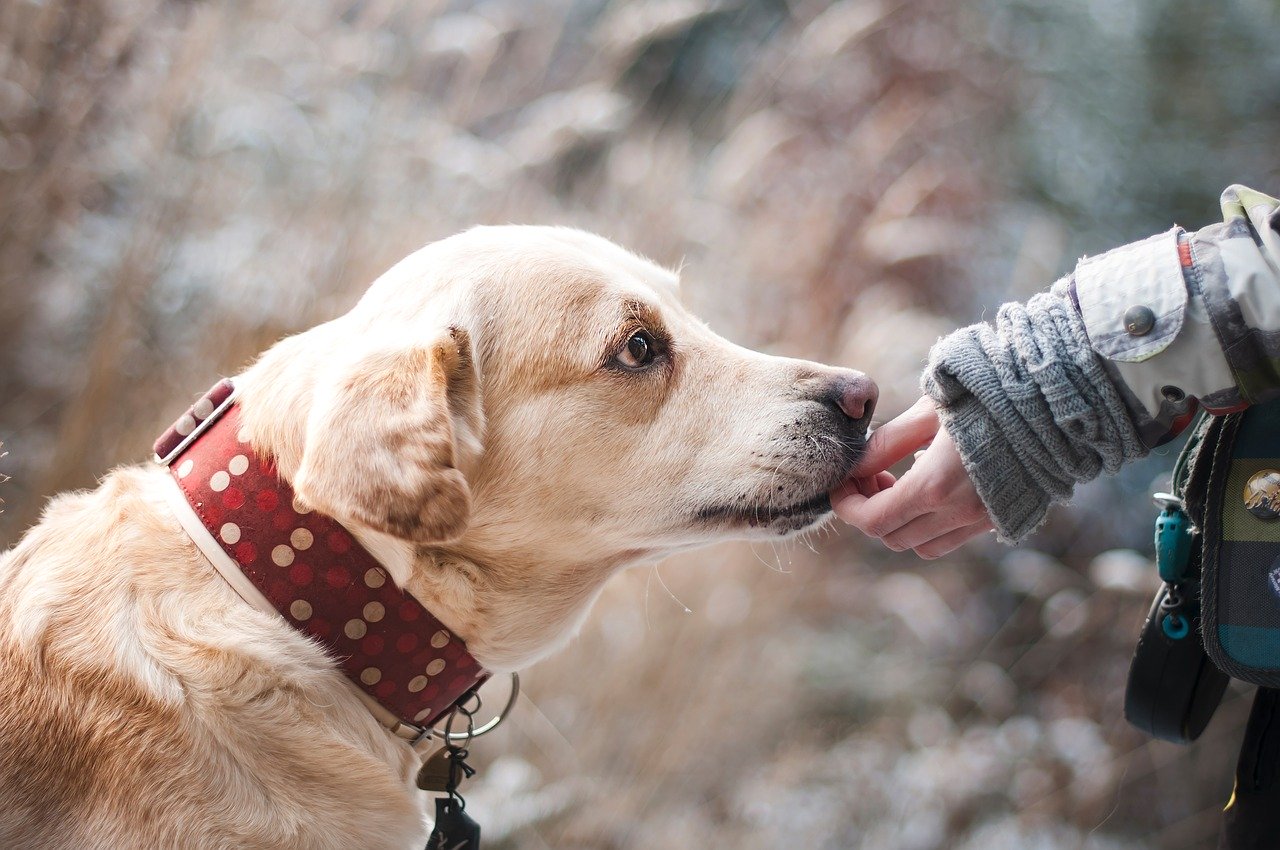 Pourquoi utiliser des comprimés anti puces pour mon chien ?