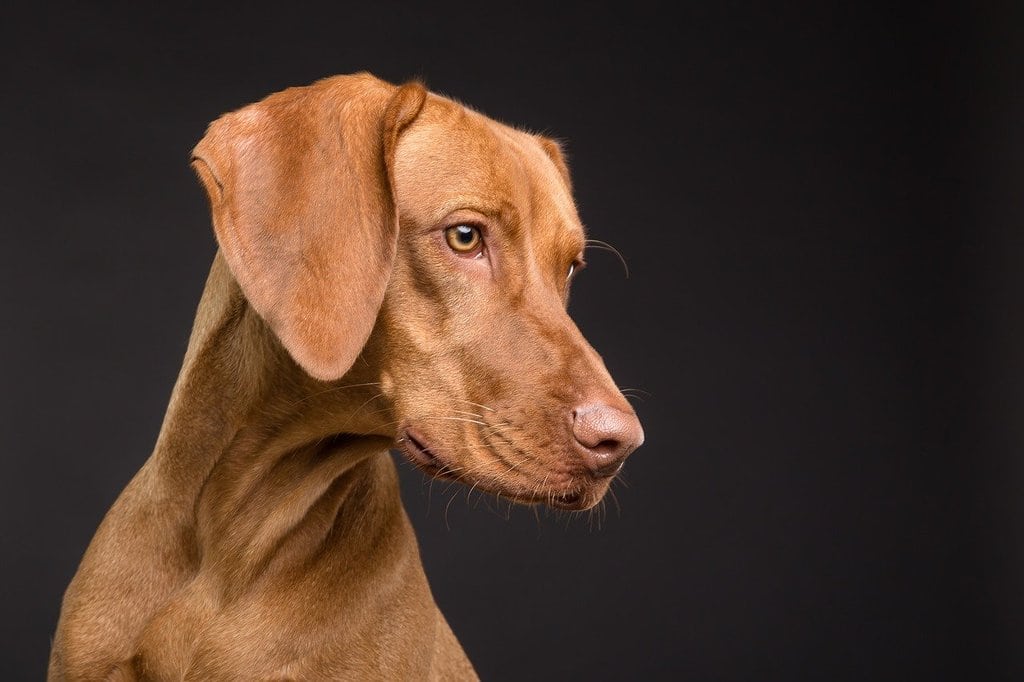 Pourquoi utiliser des comprimés anti puces pour mon chien &nbsp;?